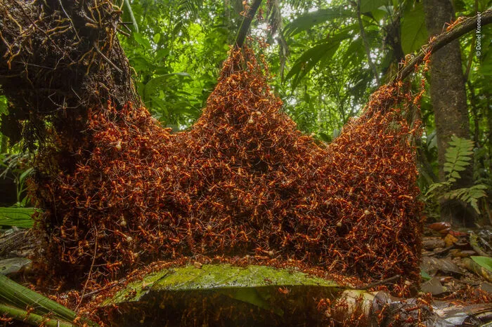 Fotograf Daniel Kronauer (Deutschland/USA) überzeugt mit einem Foto von einem kunstvollen Ameisenhaufen, das in Costa Rica aufgenommen wurde. Tagsüber jagt diese Ameisenkolonie hauptsächlich andere Ameisenarten. Ihr Nest für die Nacht konstruieren die Ameisen ein kunstvolles Nest. Kronauer stellte seine Kamera vorsichtig auf den Waldboden auf, um die Tausenden von giftigen Armeisen nicht aus dem Gleichgewicht zu bringen. "Sie dürfen nicht in ihre Richtung atmen", erklärt er. Ameisen wechseln sich zwischen nomadischen und stationären Phasen ab. Diese Ameisen waren gerade in einer Nomadenphase und bauen jede Nacht ein neues Nest mit ihren eigenen Körpern. Die Armeeameisen spannen dazu ihre Klauen ineinander, um ein Gerüst zu bilden, während die Königin in einem Netzwerk von Kammern und Tunneln bleibt. Während der stationären Phase bleiben sie im selben Nest, während die Königin neue Eier legt.