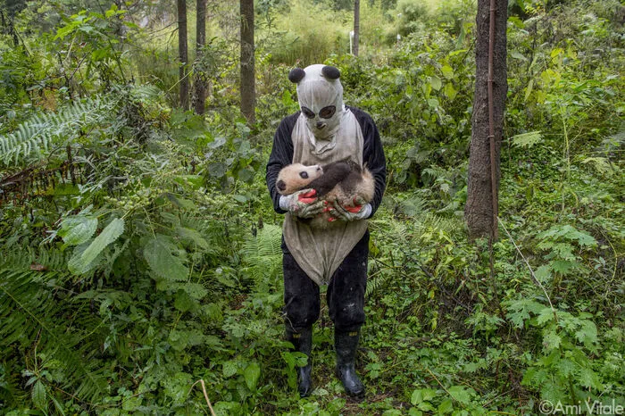 Ein Jungtier bleibt in seinen ersten beiden Lebensjahren bei der Mutter. In dieser Zeit wird es allmählich an die Wildnis gewöhnt. Nach etwa einem Jahr kommen die beiden in ein großes eingezäuntes Gehege in den Bergen, wo die Mutter sich weiter um ihren Nachwuchs kümmern kann, bis er ausgewildert wird – sofern er dafür geeignet ist. Dazu muss ein junger Panda unabhängig sein, sich vor anderen Tieren und vor Menschen in Acht nehmen und imstande sein, ohne Hilfe Futter und einen Unterschlupf zu finden. SCHON GEWUSST? Pandas gehören zu den am schnellsten wachsenden Säugetieren: Im ersten Lebensmonat nimmt ihr Gewicht von 500 auf 1800 Gramm zu.