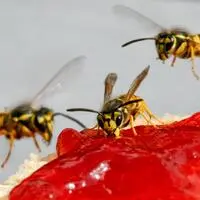Wespen mit Marmelade oder aufgeschnittenen Äpfeln weglocken ist eine gute Methode, sie fernzuhalten