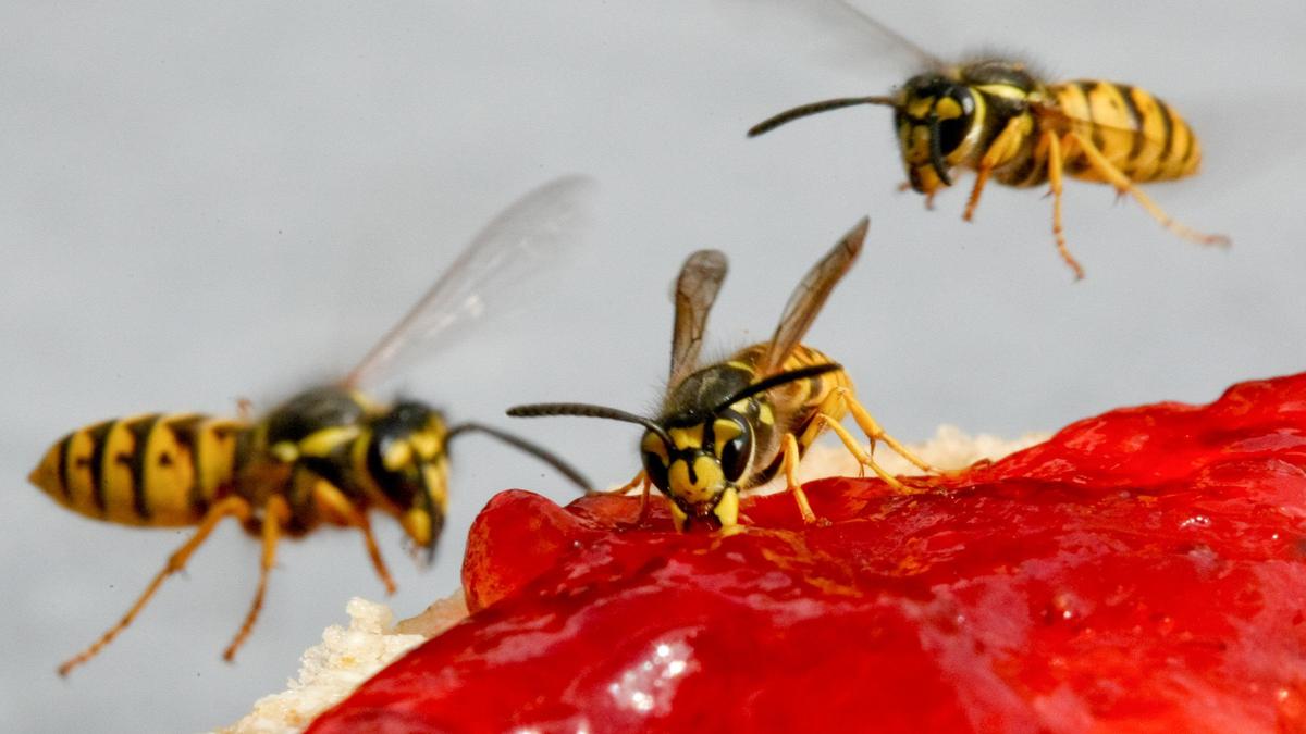 Wespen mit Marmelade oder aufgeschnittenen Äpfeln weglocken ist eine gute Methode, sie fernzuhalten