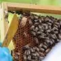 Man sieht viele Bienen auf einer Wabe