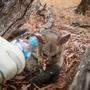 Wasser zur Kühlung der Brandwunden für ein verletztes Opossum