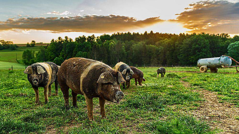 Bio-Schweinefleisch ist immer stärker gefragt, die Unsicherheiten beim Stallbau aber groß