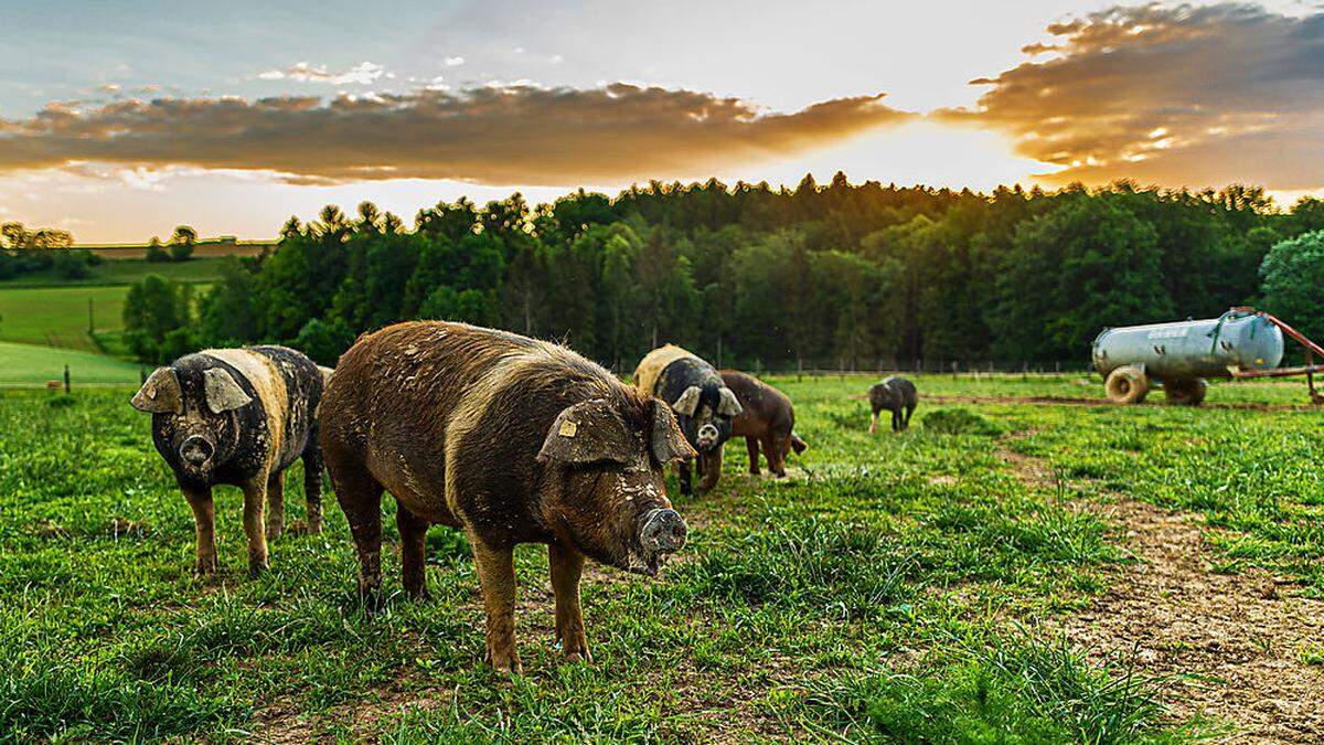 Beim Schweinefleisch bleibt den Bauern immer weniger Ertrag