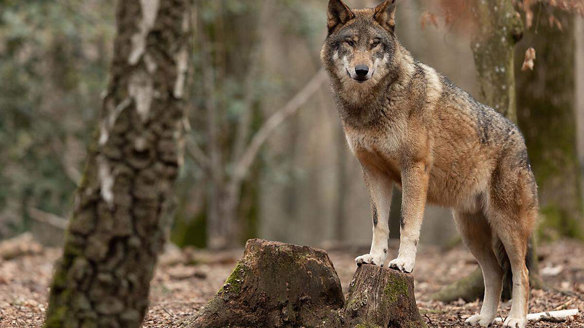 Der Wolf ist in Osttirol wieder auf dem Vormarsch