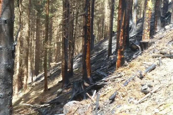 In weiten Teilen des Landes sorgen Trockenheit und starker Wind derzeit für erhöhte Waldbrandgefahr, warnen Experten.