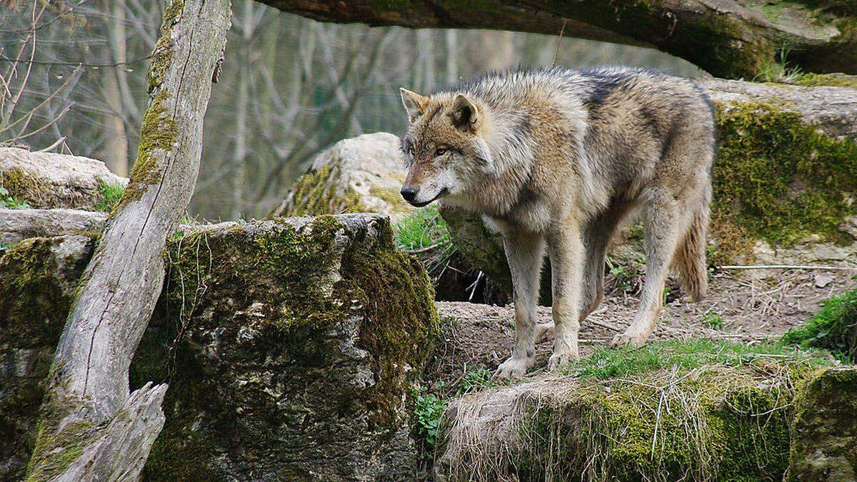Wenn die DNA-Probe ausgearbeitet ist, weiß man mehr über den Wolf, der jetzt im Bezirk Feldkirchen erlegt wurde