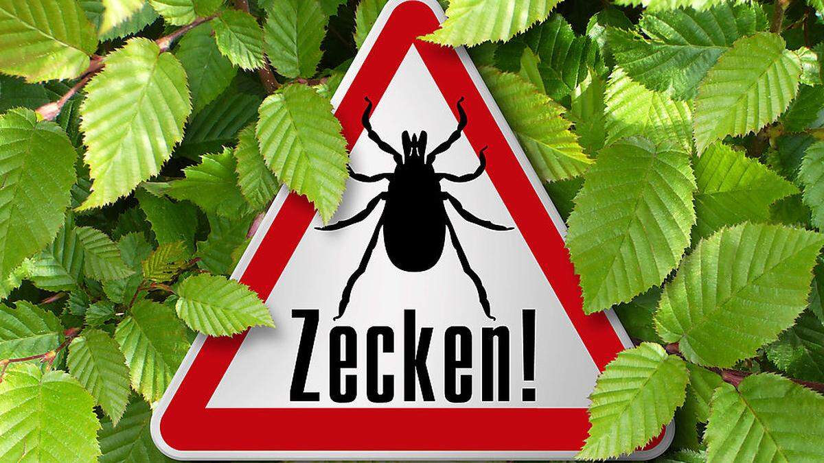 Zecken halten sich in der unteren Vegetation auf, sie fallen nicht von Bäumen 