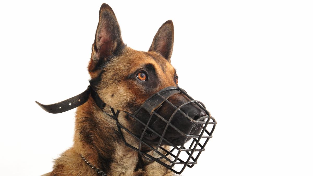 Ein Malinois, ein belgischer Schäferhund, wurde übel misshandelt