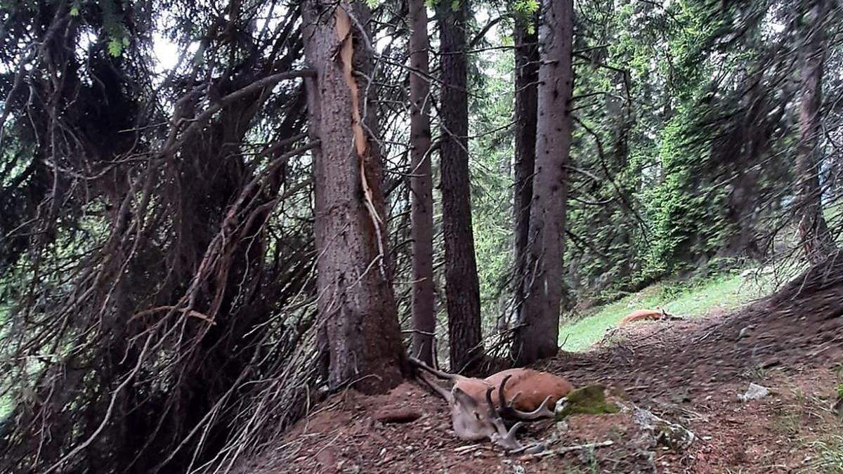 Unter dem vom Blitz geschälten Baum lagen drei verendete Hirsche 