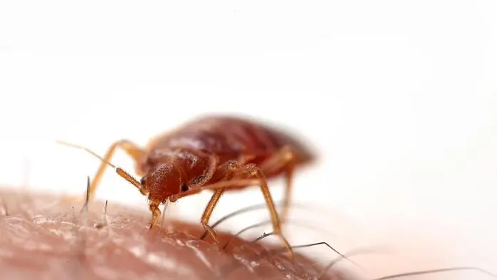 Mit der Bettwanze hat 1934 alles angefangen (Cimex Lectularius)