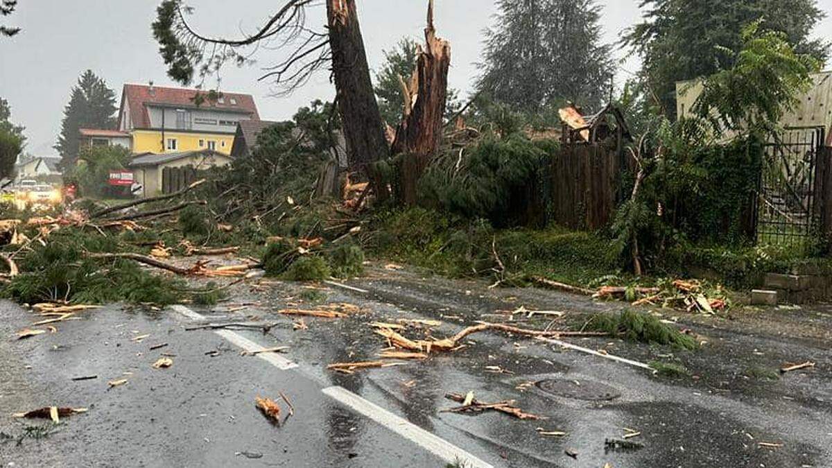 Beim Schloss Alt-Kainach wurde ein Baum von einem Blitz regelrecht zerfetzt