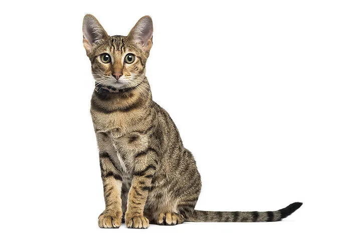 Auf Platz 10 landet mit der Savannah-Katze ein absoluter Exot: Sie gilt als die teuerste Rasse der Welt und ist aus der Kreuzug von Hauskatzen und Servalen entstanden. Sie können bei einer Schulterhöhe von 45 Zentimetern bis zu 1,2 Meter lang werden und aus dem Stand zwei Meter hoch springen. Durch ihren starken Jagdtrieb sind sie für unkontrollierten Freigang völlig ungeeignet, der starke Bewegungsdrang bedingt also ein sehr großes Gehege.
