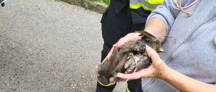 Ein trauriger Anblick: diese vier toten Jungvögel wurden aus einem Loch geborgen