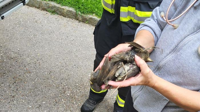 Ein trauriger Anblick: diese vier toten Jungvögel wurden aus einem Loch geborgen