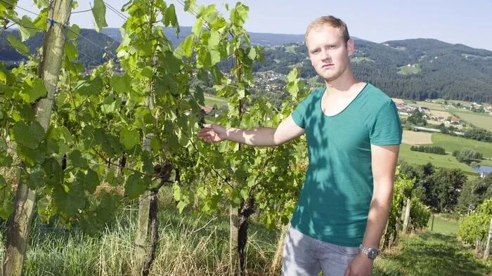 Der Krottendorfer Christoph Lackner wird heuer mit starken Einbußen bei der Schilcherernte leben müssen