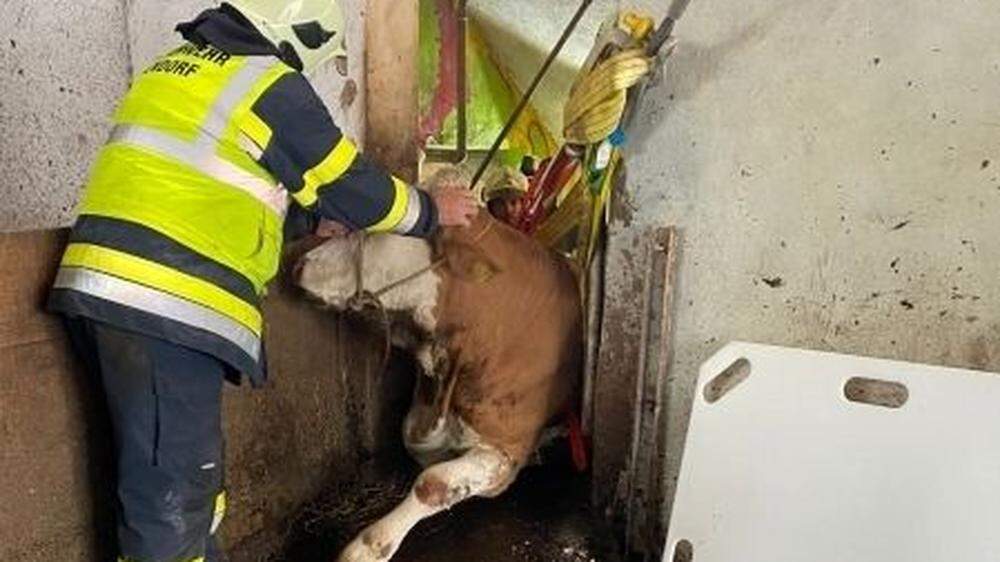 Ein Feuerwehrmann der FF Lendorf legt der Kuh den Bergegurt an