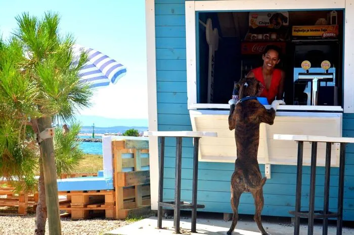 Damit die Besitzer den Tag mit ihren pelzigen Freunden genießen können, versorgt die Hundebar auch Menschen mit kalten Getränken und Snacks. www.rivieracrikvenica.com