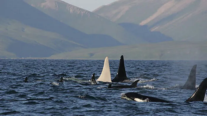 Die Forscher berichten in der Fachzeitschrift Aquatic Mammals von Sichtungen von fünf bis acht weiteren weißen Orcas bei Kamtschatka und vorgelagerten Inseln im Nordpazifik.