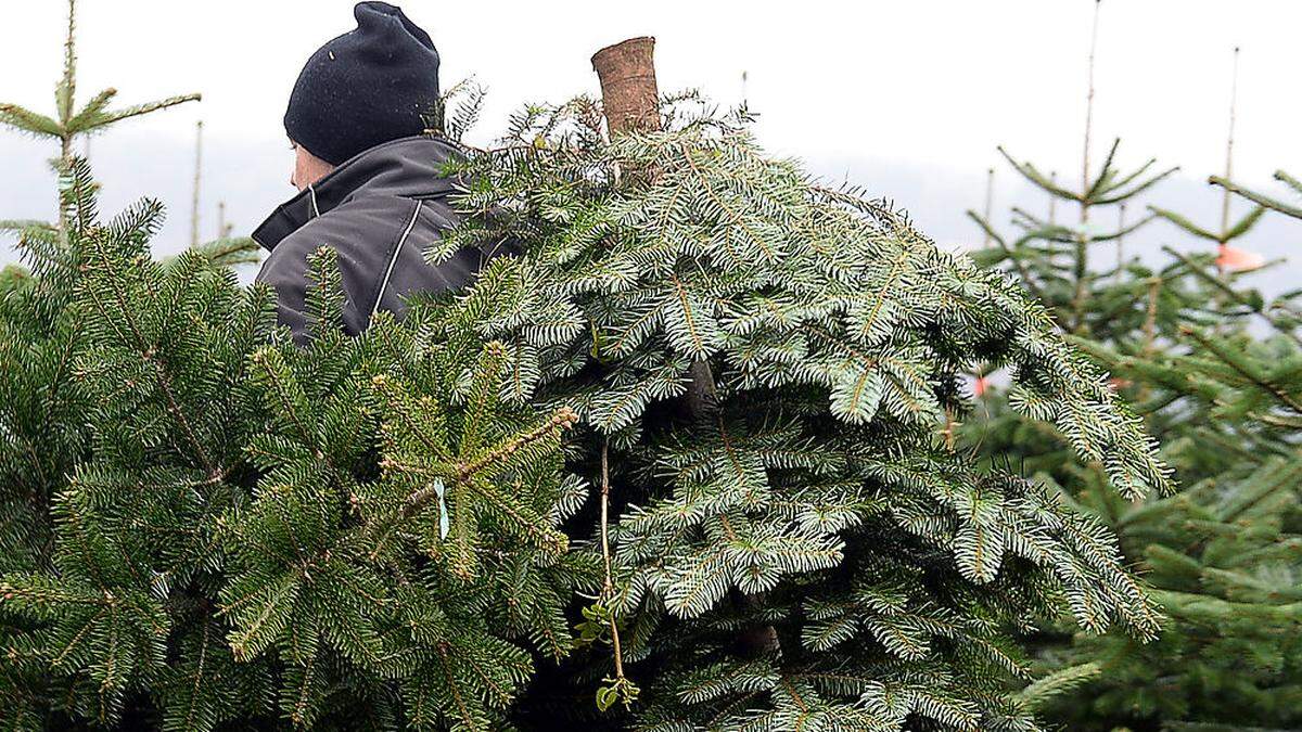 Ab dem 7. Jänner holt die Müllabfuhr auch Christbäume ab - Symbolfoto