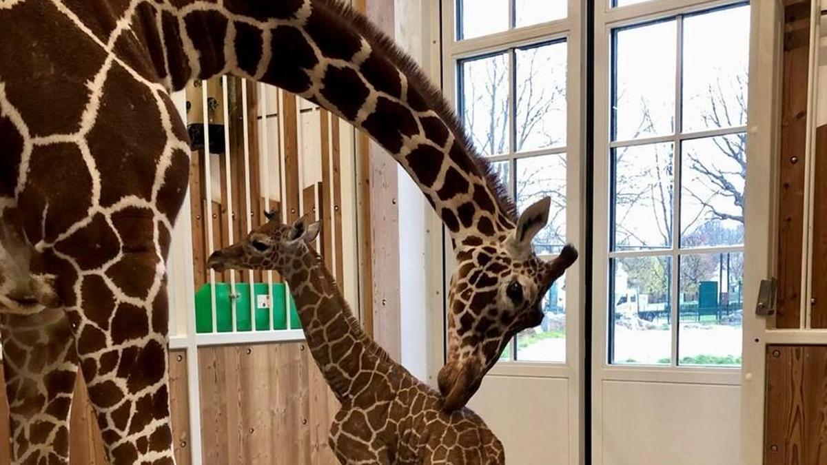 Netzgiraffen sind eine sehr stark gefährdete Giraffen-Art