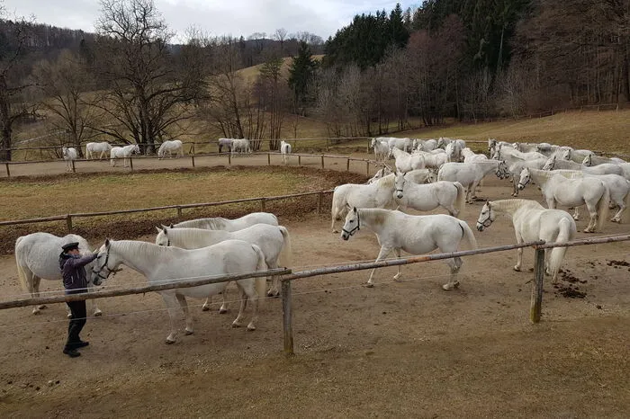 Viel Freude mit den weiteren Fotos aus dem Gestüt.