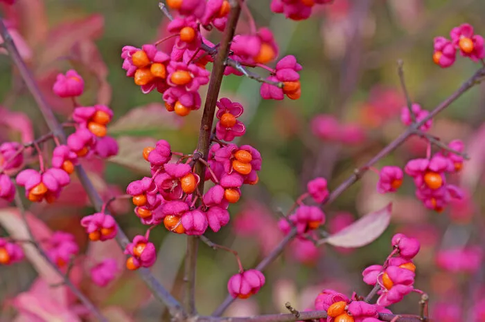 Rund 175 Arten dieses hübschen Spindelstrauchgewächses findet man weltweit. Neben Goldregen, Stechpalme (Ilex) und Seidelbast wird der Zierstrauch hierzulande unter die „gefährlichen Vier“ gereiht. Alle Teile der Pflanze sind giftig, vor allem aber die Früchte und Samen.