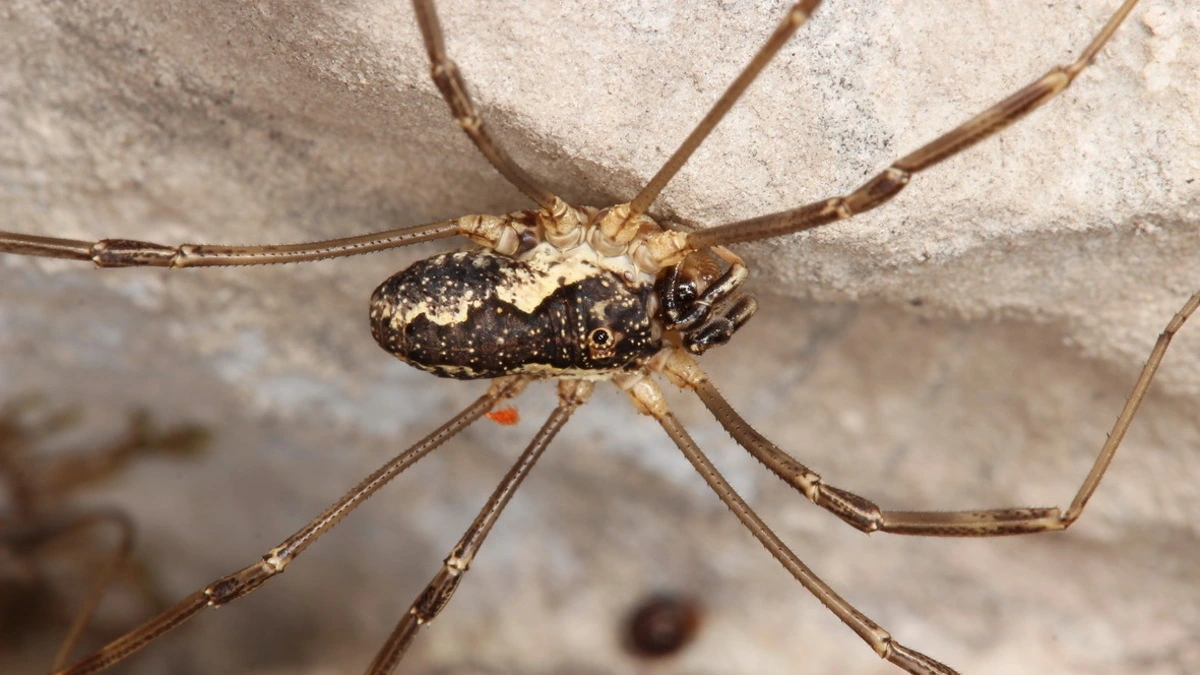 Das Forschungsprojekt brachte neue Erkenntnisse über den Gemeinen Gebirgsweberknecht