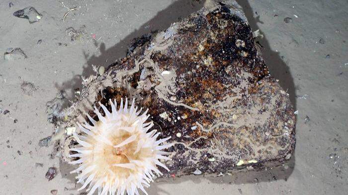 Eine Seeanemone von 10 cm Durchmesser nutzt einen kleinen Stein als Substrat