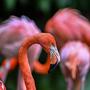 Die pinken Flamingos freuen zwar Vogelfreunde, nicht aber Fischer