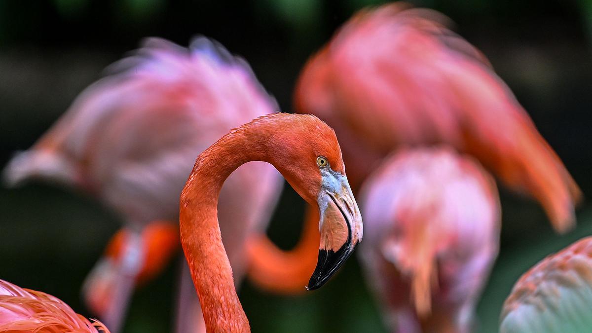 Die pinken Flamingos freuen zwar Vogelfreunde, nicht aber Fischer