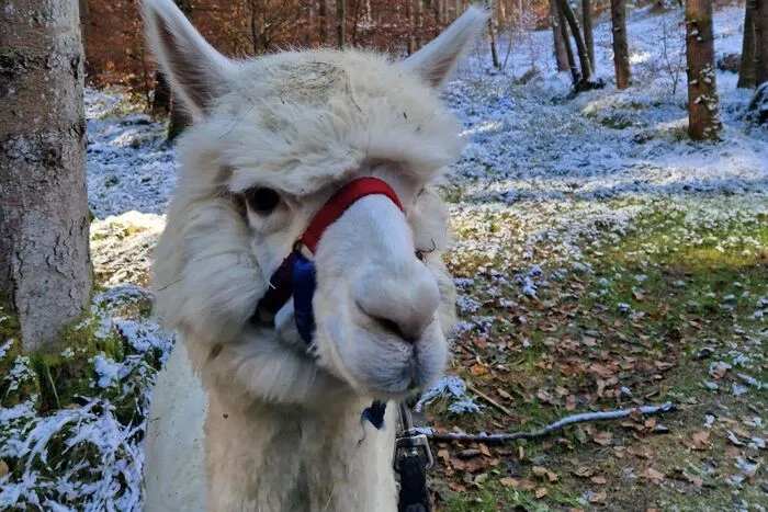 Eine wunderschöne Alpaka-Wanderung im Grazer Schöcklland genoss unsere Leserin kürzlich.