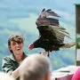 Oft sind die Greifvögel dem Publikum sehr nahe, wie hier Truthahngeier „Trudi“.