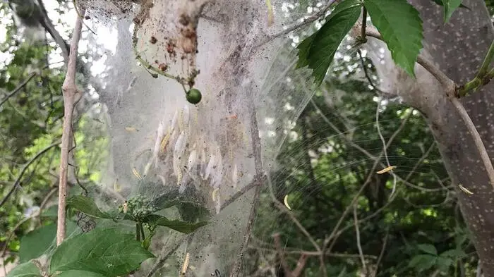 Die Larven der Traubenkirschen-Gespinstmotte spinnen ganze Bäume ein und fressen sie dann kahl.