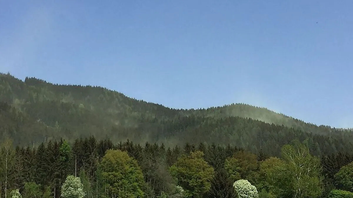 Es staubt aus den Wäldern, die Fichte steht in Vollblüte
