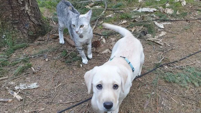 Philipp Mödritscher und Liza Chystopolova nehmen ihre Haustiere - Katze Sky und Labrador Myfanw - mit auf den Berg.