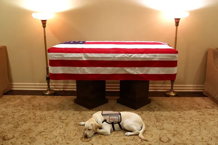 Besonders rührig ist dieses Bild: Der Assistenzhund des 2018 verstorbenen Ex-US-Präsidenten George H. W. Bush erwies seinem Herrchen die letzte Ehre. "Sully" sollte ihm im Alltag helfen und hatte sogar ein eigenes Instagram-Konto. Hier ruht er vor Bushs Sarg: "Mission erfüllt".