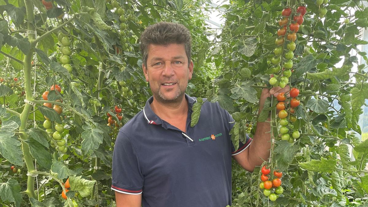 Andreas Hafner hat aktuell zehn Tomatensorten im Sortiment