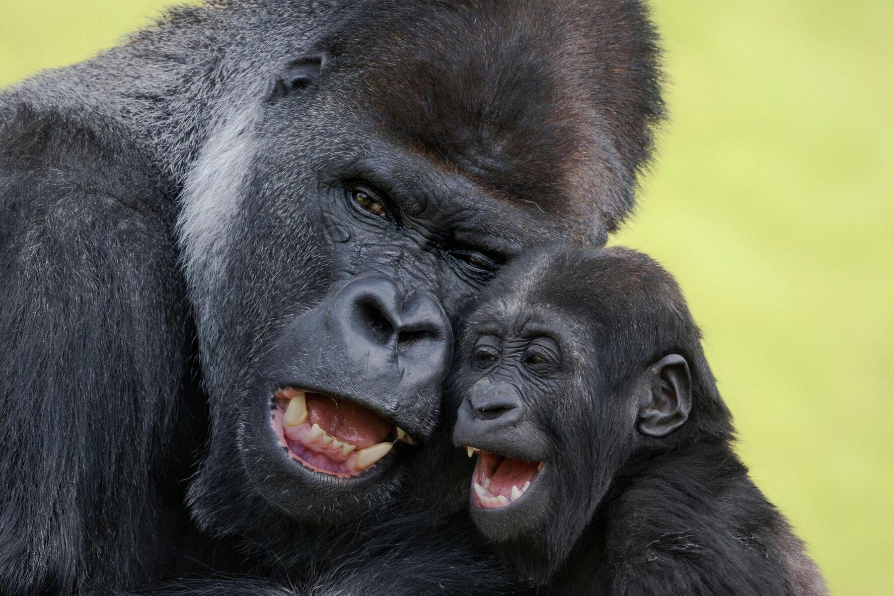 Gorilla-Papa und Sohn im Zoo Schmiding haben innige Beziehun