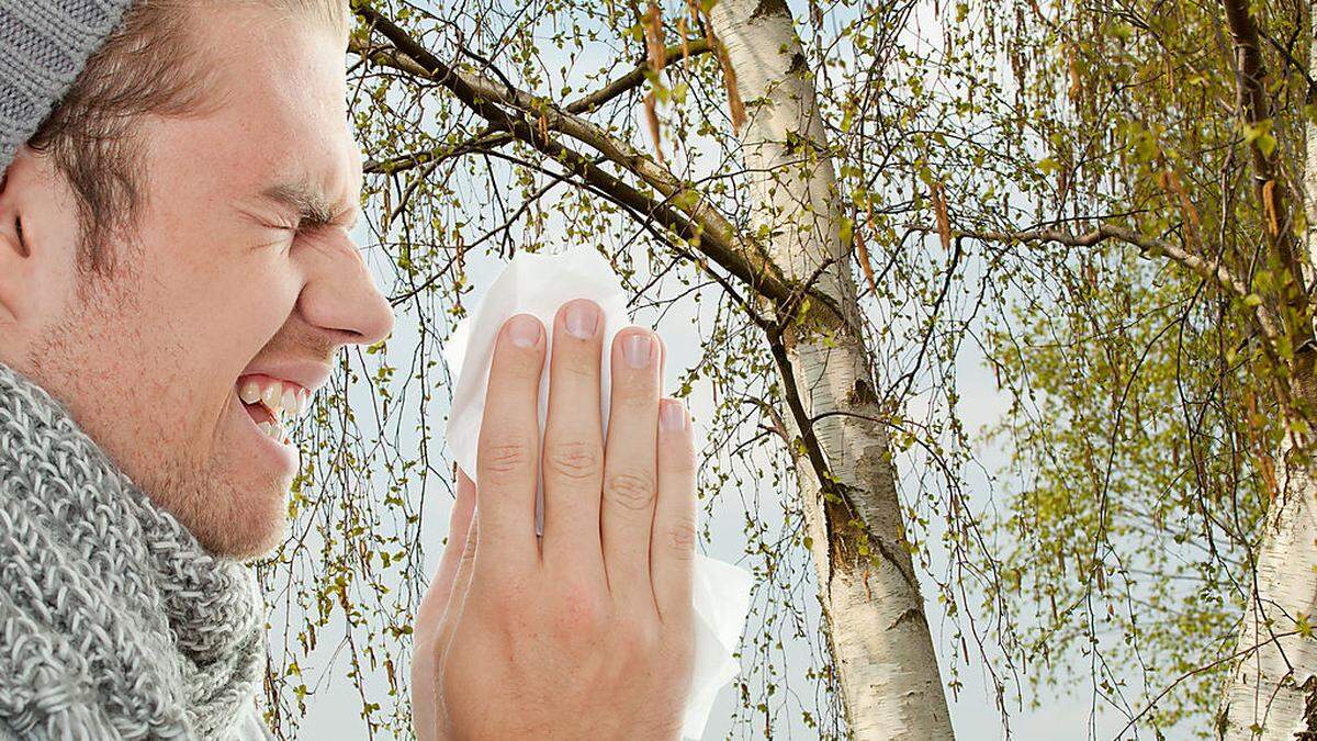 Die Birkenpollen gelten als das aggressivste Baumpollen-Allergen in Mitteleuropa. Anfang April dürfte in Kärnten die Blüteperiode einsetzen