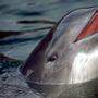 Schweinswale (Archivbild) sind mit den Delfinen verwandt, unterscheiden sich aber in einer Reihe anatomischer Merkmale