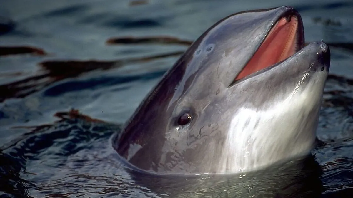 Schweinswale (Archivbild) sind mit den Delfinen verwandt, unterscheiden sich aber in einer Reihe anatomischer Merkmale