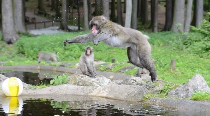 Da ist was los! Am Abenteuer Affenberg können Sie Japanmakaken in ihrem natürlichen Lebensraum beobachten