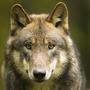 Es ist das dritte Tier, das auf Basis der Wolfsverordnung in Kärnten erlegt worden ist
