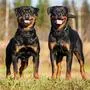 Die zwei Rottweiler der Frau wurden weggegeben (Sujetbild)