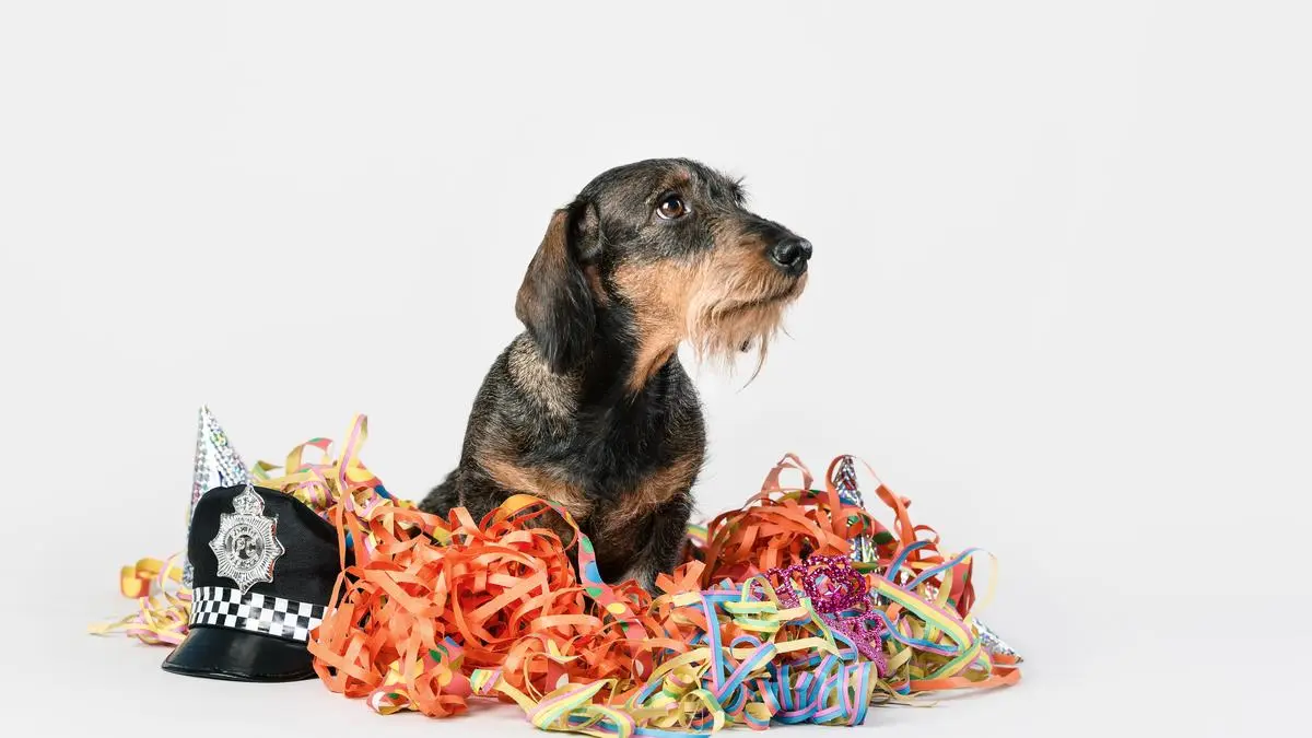 Austria, Vienna | 2018 11 22 | Carnival photo shooting with the dogs Gute Mine, Stemo and Chiwambo. Here: Gute Mine.