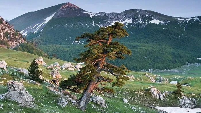 Nationalpark Pollino. Der größte Nationalpark Italiens und einer der größten in Europa liegt in Basilikata und Kalabrien. Pollino umfasst neben den Gipfeln mehrerer 2000er ausgedehnte Buchenwälder und Hochweiden. Besondere botanische Vertreter sind Weißtannen, aber speziell die Panzerföhren, deren eigentümliche Silhouetten sich auch im Logo des Schutzgebiets wiederfinden. Die beeindruckenden Bäume können 1000 Jahre alt werden.