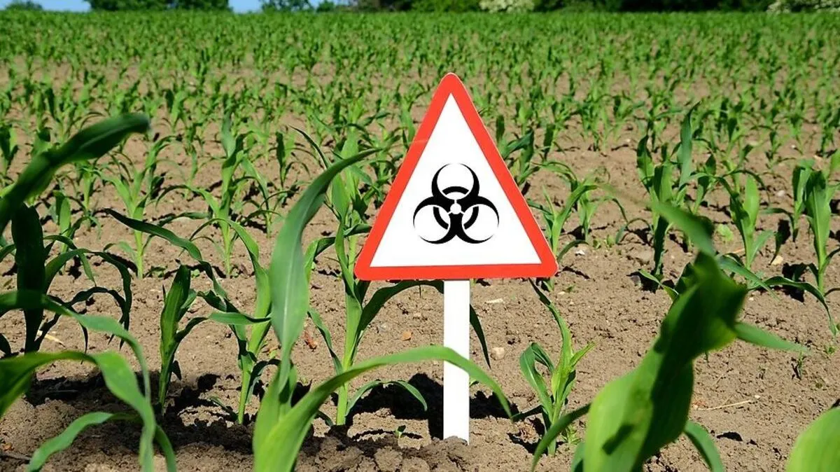 Gentechnik-Soja: 90 Prozent aller Schweine in Österreich werdne damit gefüttert