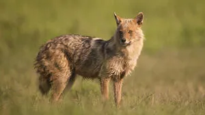Etwas größer als ein Fuchs und deutlich kleiner als ein Wolf: der Goldschakal