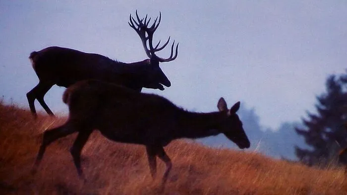 Im Bezirk Lienz wurden diese Jagdsaison 476 Stück Wild erlegt